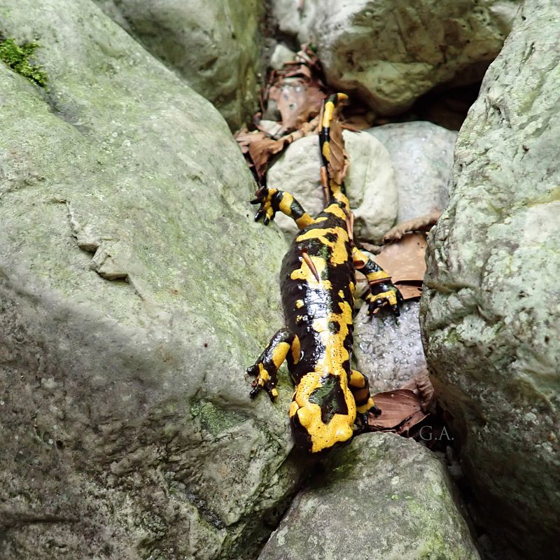 Salamandra pezzata  - Gaspare Adinolfi