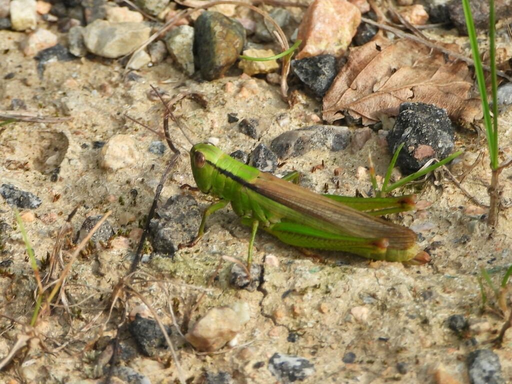 Mecostethus parapleurus  - Mirko Tomasi