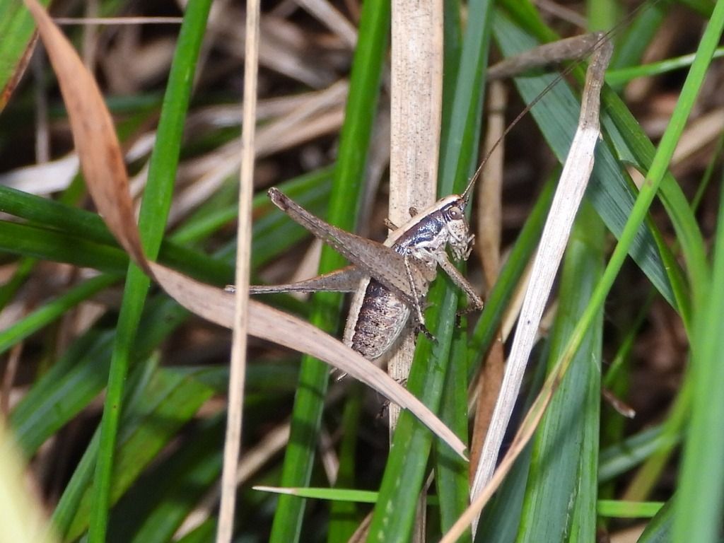 Yersinella raymondii  - Mirko Tomasi