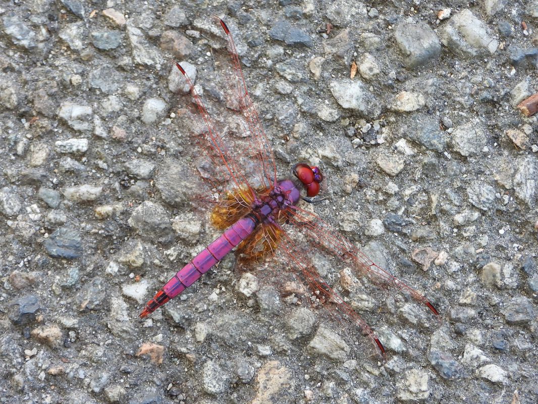 Trithemis annulata  - Mirko Tomasi