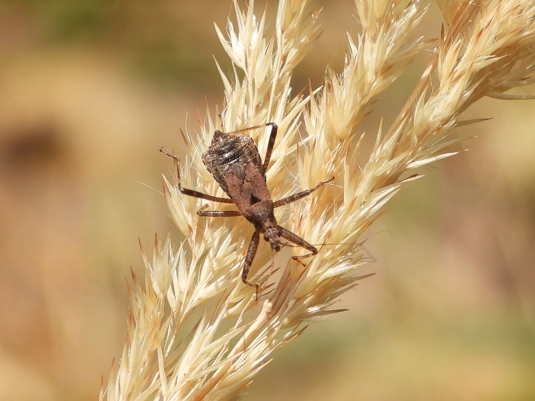 Himacerus apterus  - Mirko Tomasi