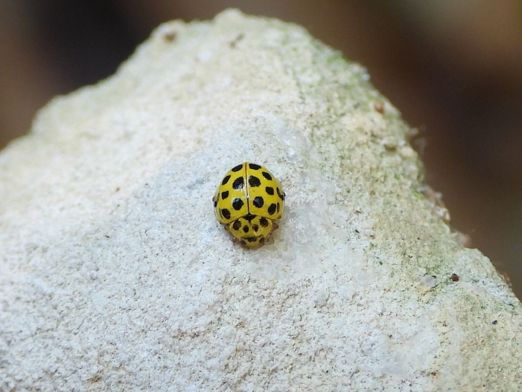 Psyllobora vigintiduopunctata  - Mirko Tomasi