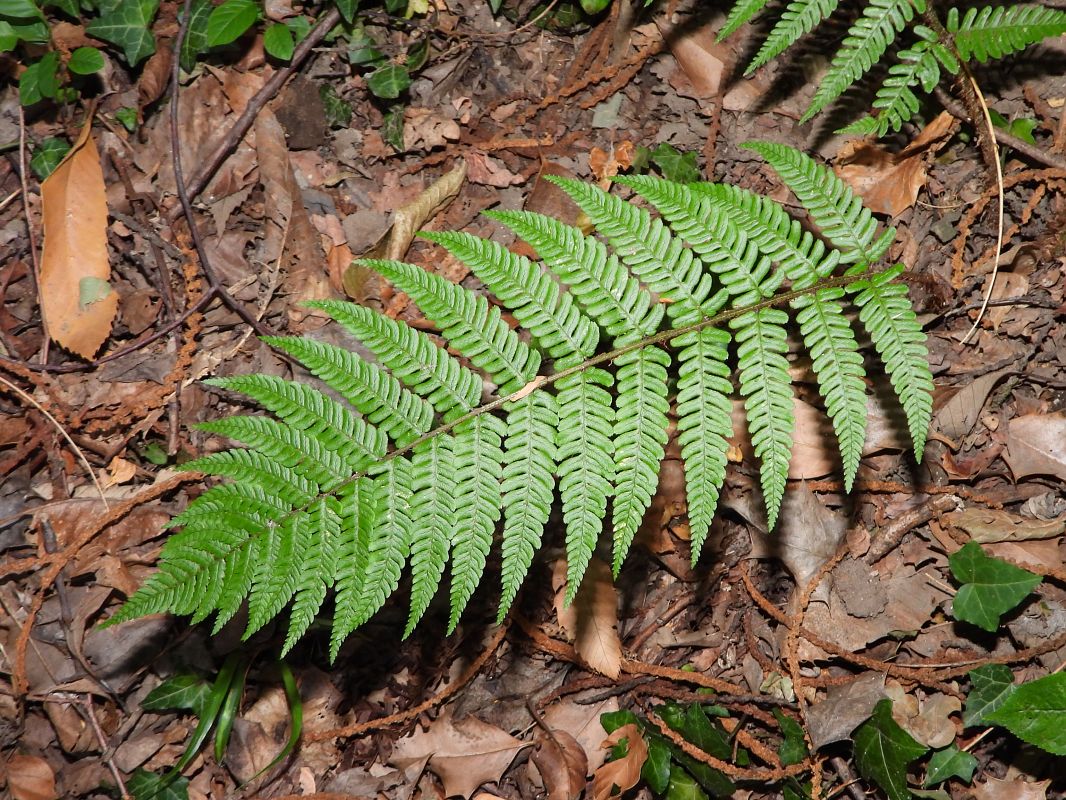 Dryopteris borreri  - Mirko Tomasi