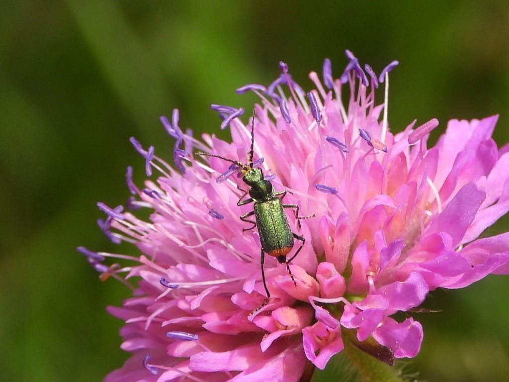 Malachius australis  - Mirko Tomasi