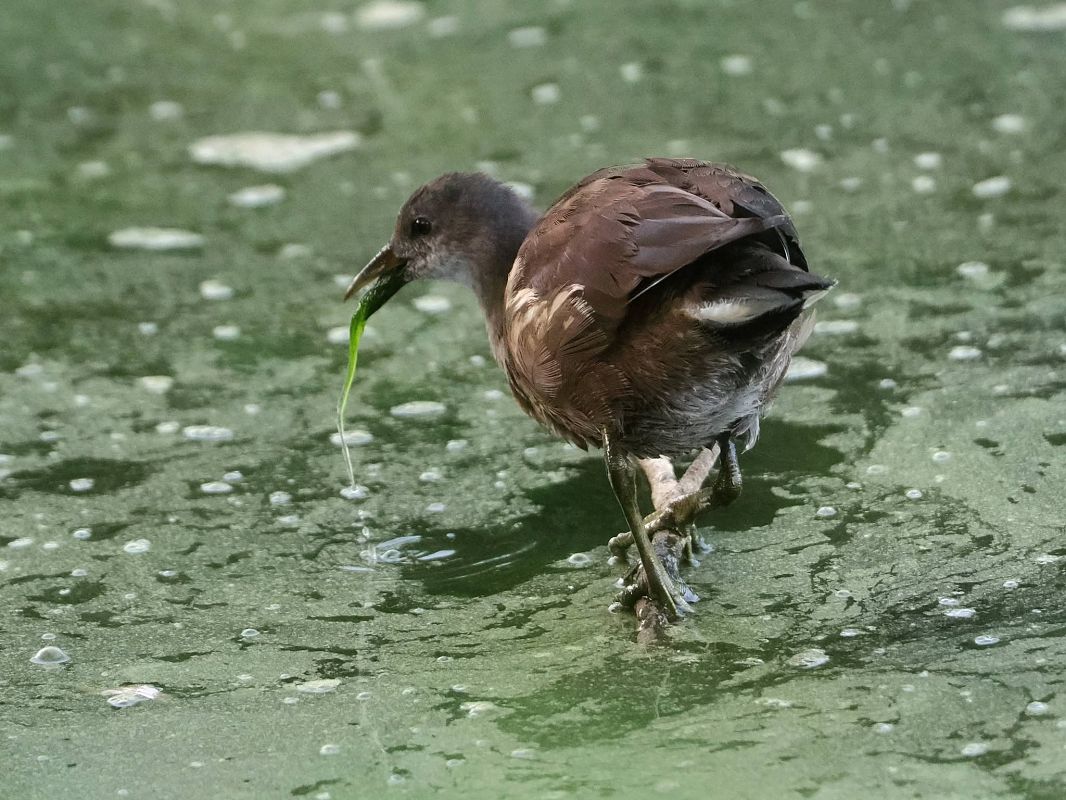 Gallinella d'acqua  - Anonimo