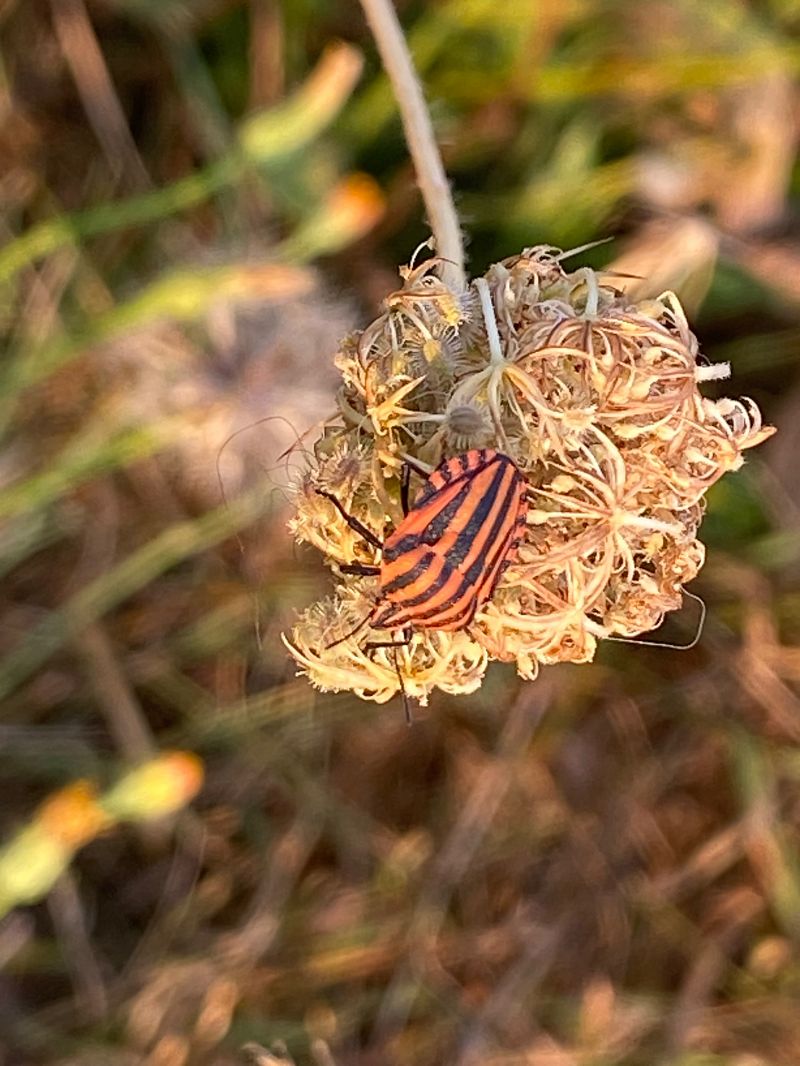 Graphosoma italicum  - Maria Rita Gelso