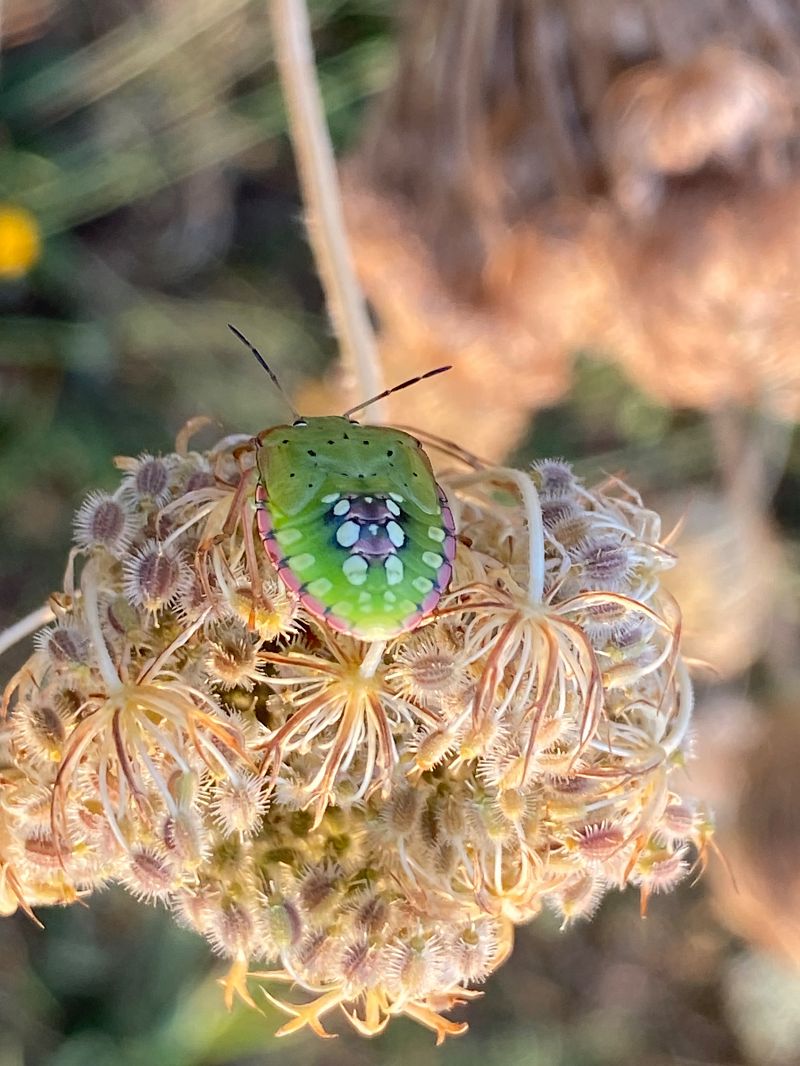 Nezara viridula  - Maria Rita Gelso