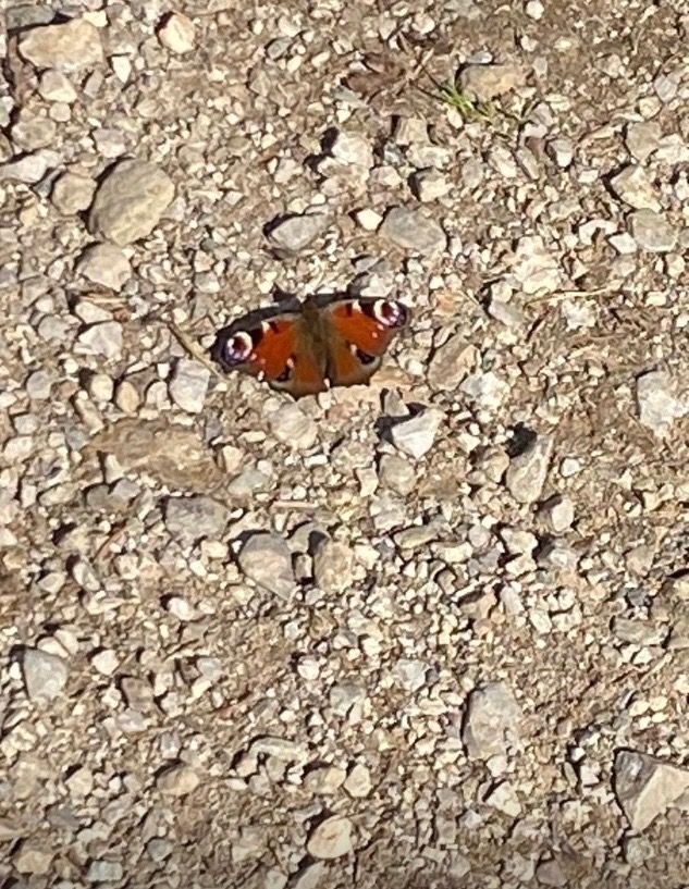 Aglais io  - Anonimo