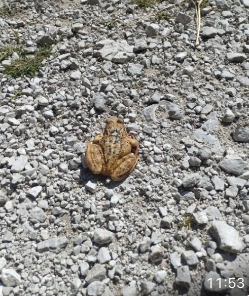 Rana temporaria  - Anonimo
