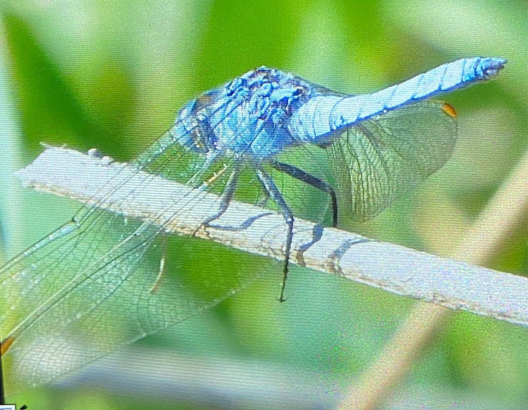 Orthetrum brunneum  - Maria Rita Gelso
