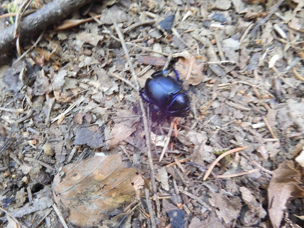 Anoplotrupes stercorosus  - Maria Rita Gelso