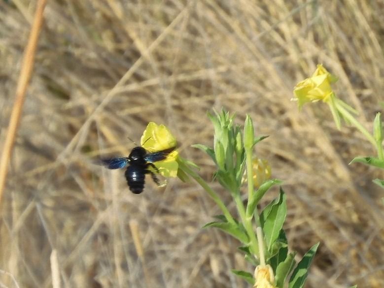 Xylocopa violacea  - Maria Rita Gelso