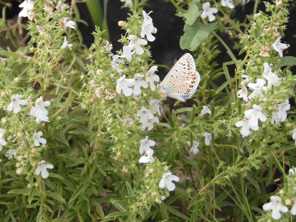Polyommatus icarius # *  - Maria Rita Gelso