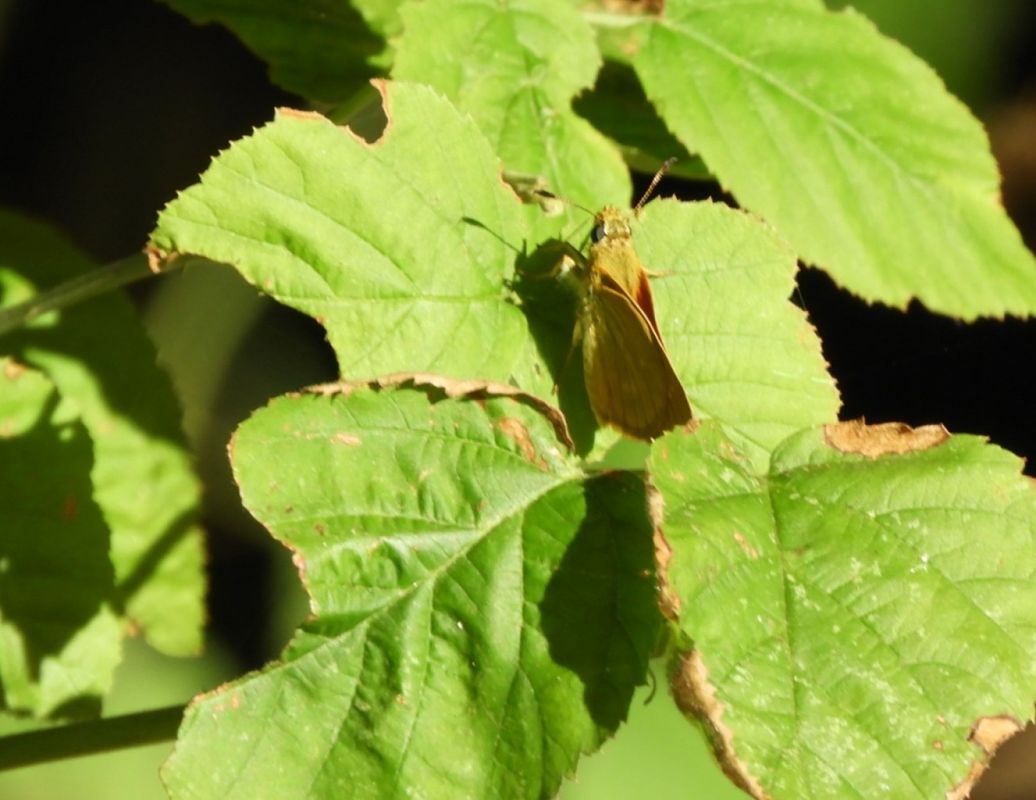 Ochlodes sylvanus  - Maria Rita Gelso