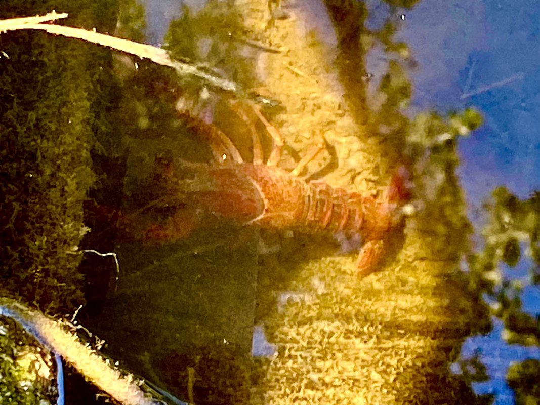 Gambero rosso della Louisiana  - Maria Rita Gelso