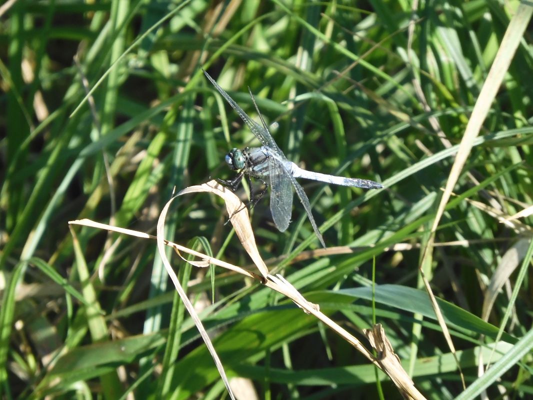 Orthetrum albistylum  - Maria Rita Gelso