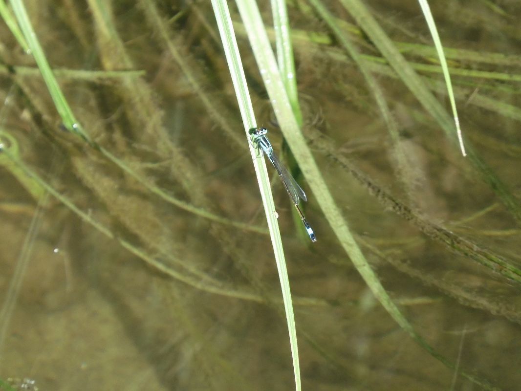 Ischnura elegans  - Maria Rita Gelso