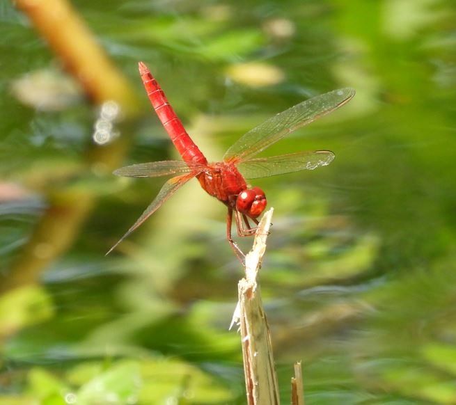 Crocothemis erythraea  - Piero Bonvicini