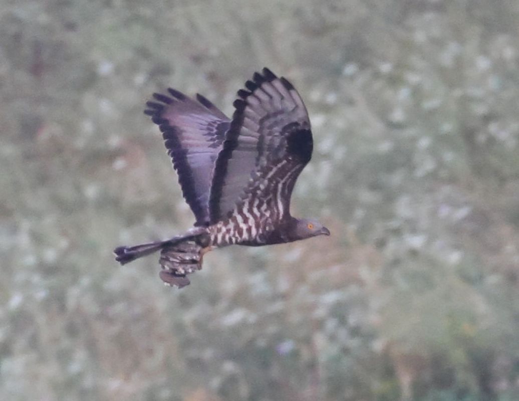 Falco pecchiaiolo  - Horand Maier