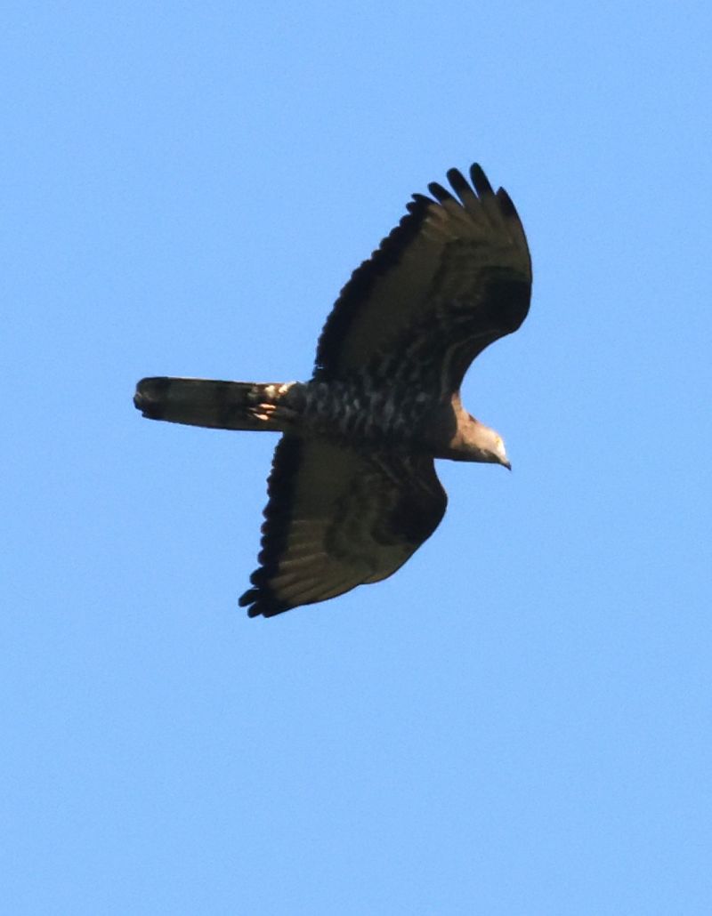 Falco pecchiaiolo  - Horand Maier