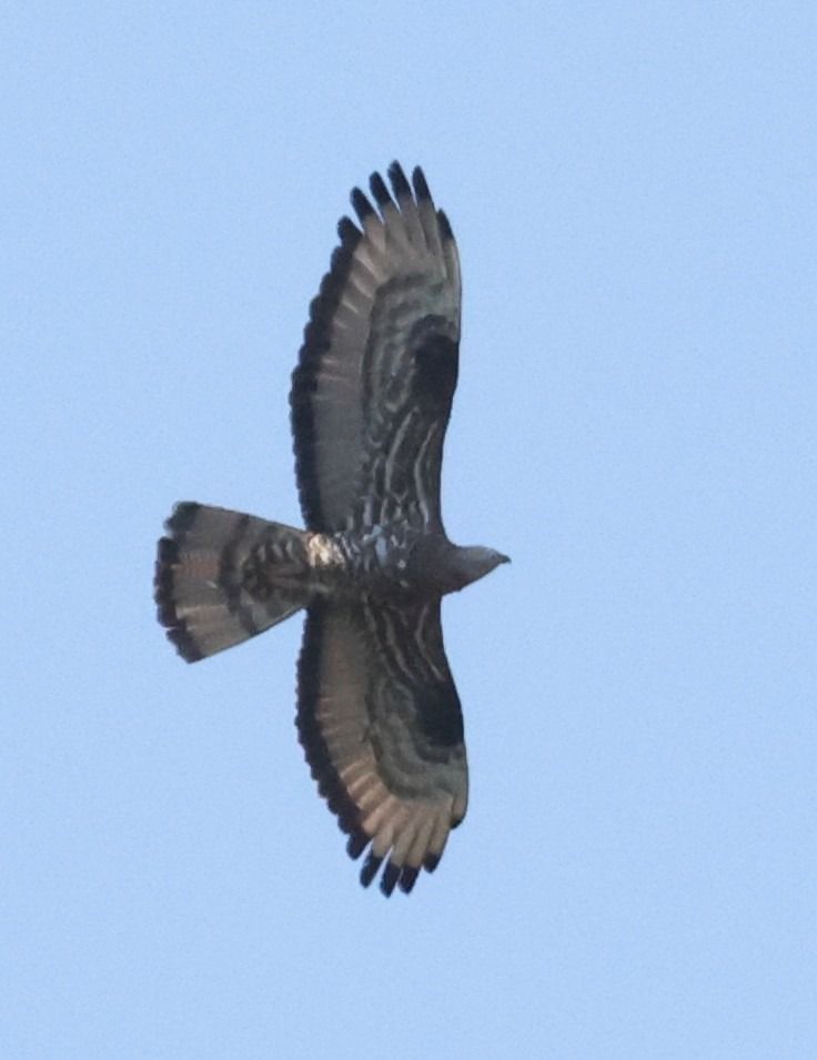 Falco pecchiaiolo  - Horand Maier