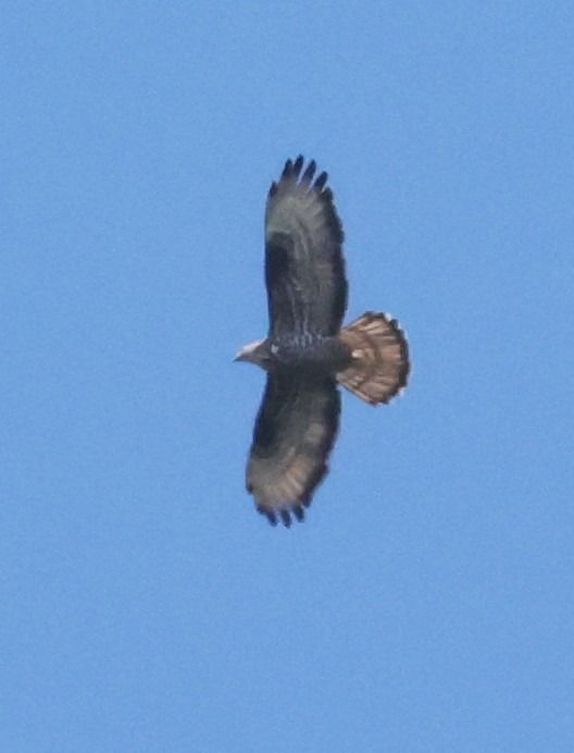 Falco pecchiaiolo  - Horand Maier