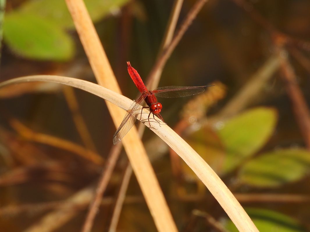Crocothemis erythraea  - Massimo Caprara