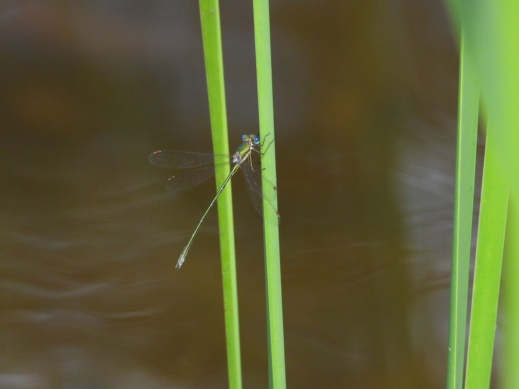 Lestes virens  - Massimo Caprara