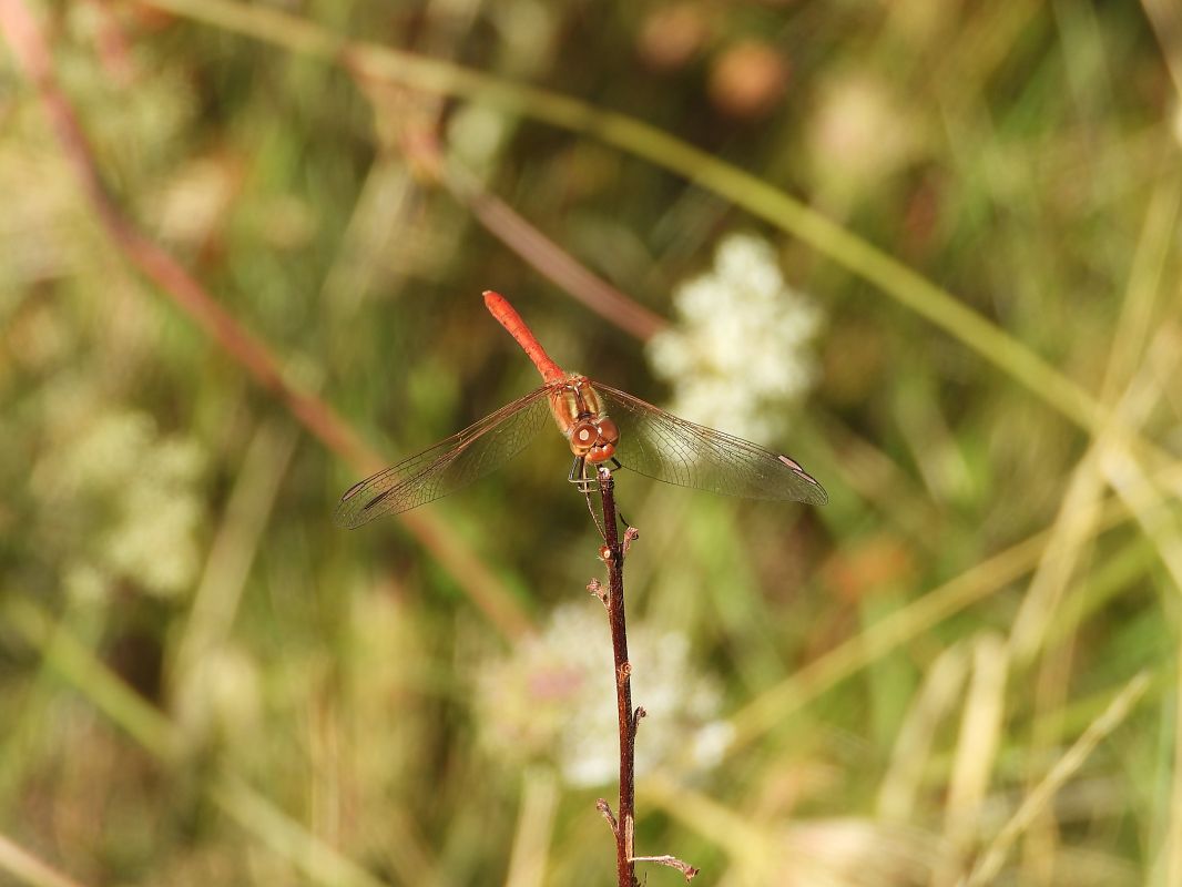 Sympetrum meridionale  - Massimo Caprara