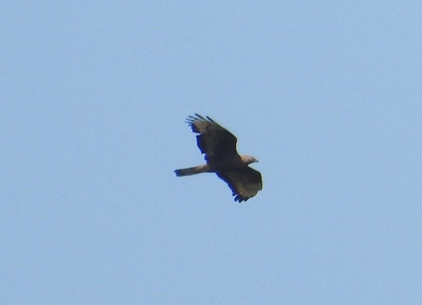 European Honey Buzzard  - Fabio Saporetti