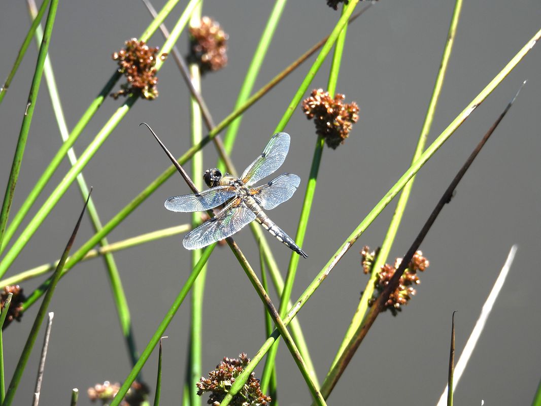 Libellula quadrimaculata  - Massimino Luigi Brigo