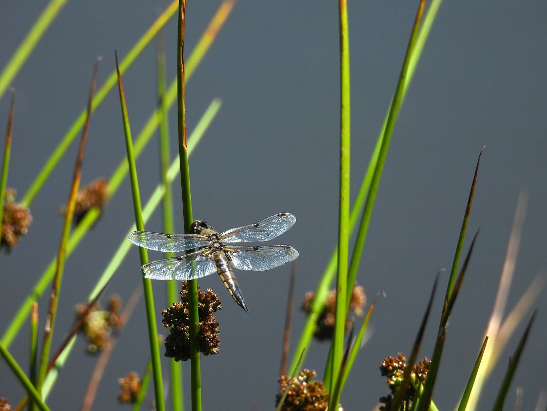 Libellula quadrimaculata  - Massimino Luigi Brigo