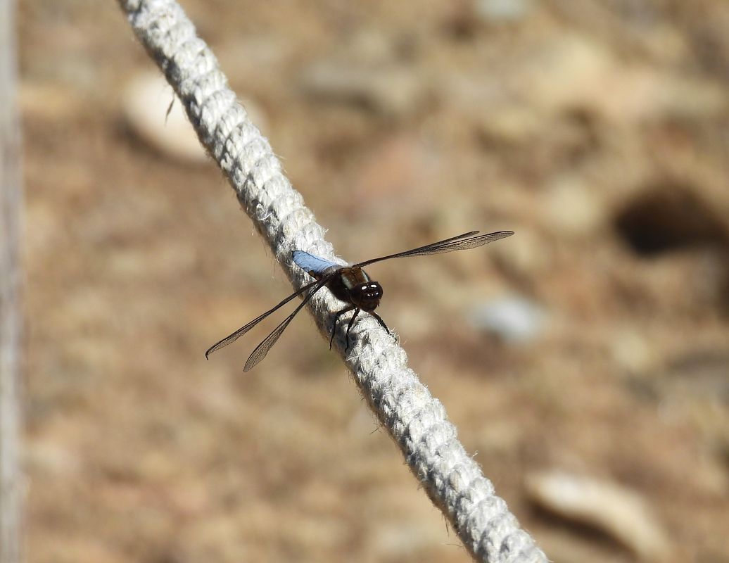 Libellula depressa  - Massimino Luigi Brigo