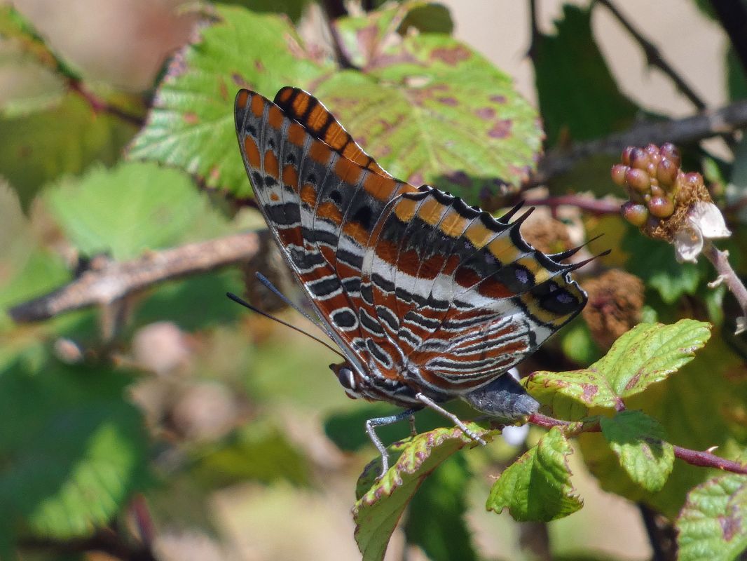 Charaxes jasius  - Stefano Zanotto