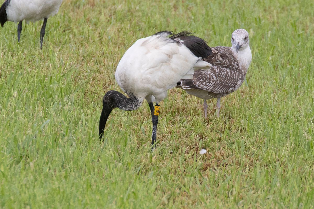 Ibis sacro  - Lorenzo Maffezzoli