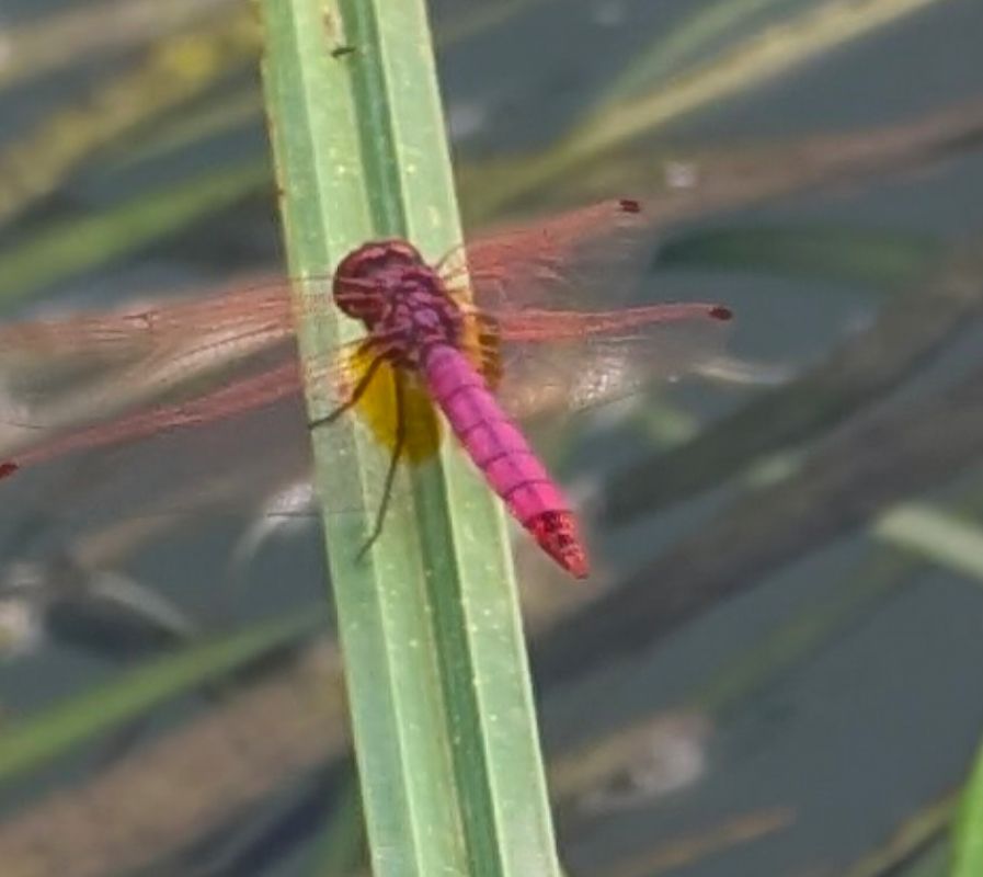 Trithemis annulata  - Massimo Maldifassi