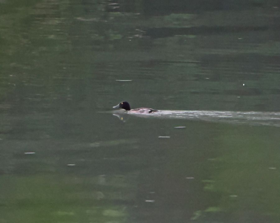 Canard souchet  - Marco Esposito