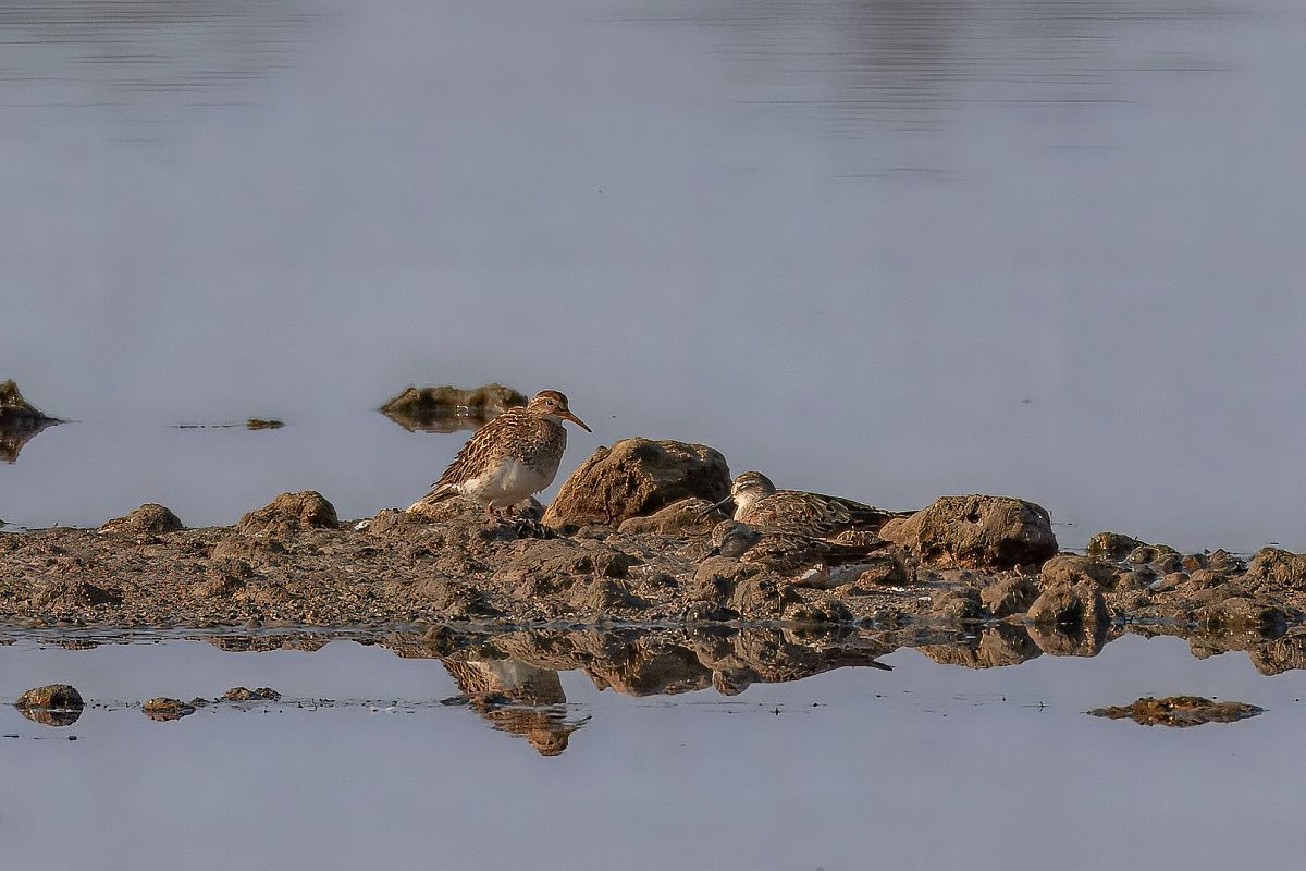 Pectoral Sandpiper  - Simone Bellomo