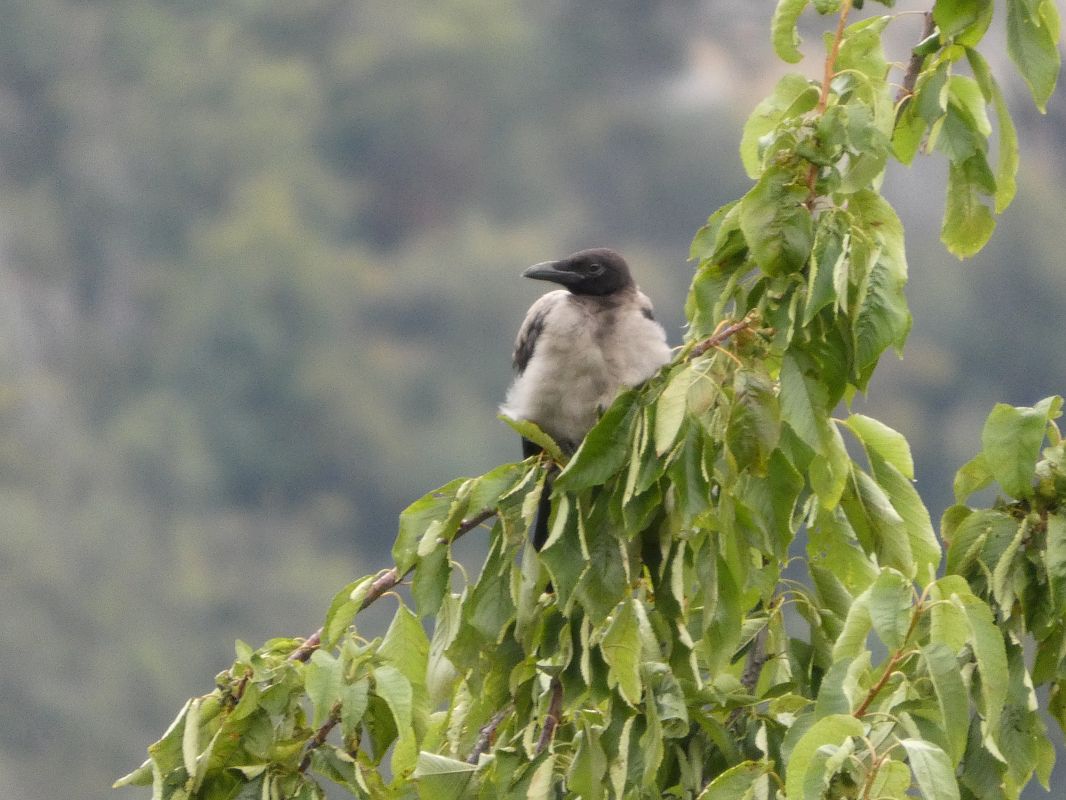 Hooded Crow  - B Bondioni