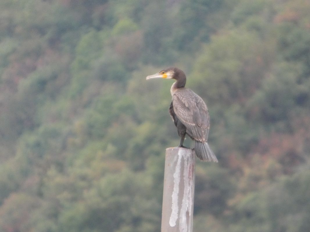 Cormorano  - B Bondioni
