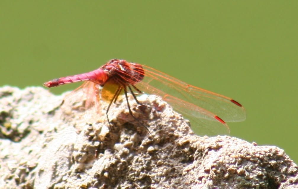 Trithemis annulata  - Anonimo
