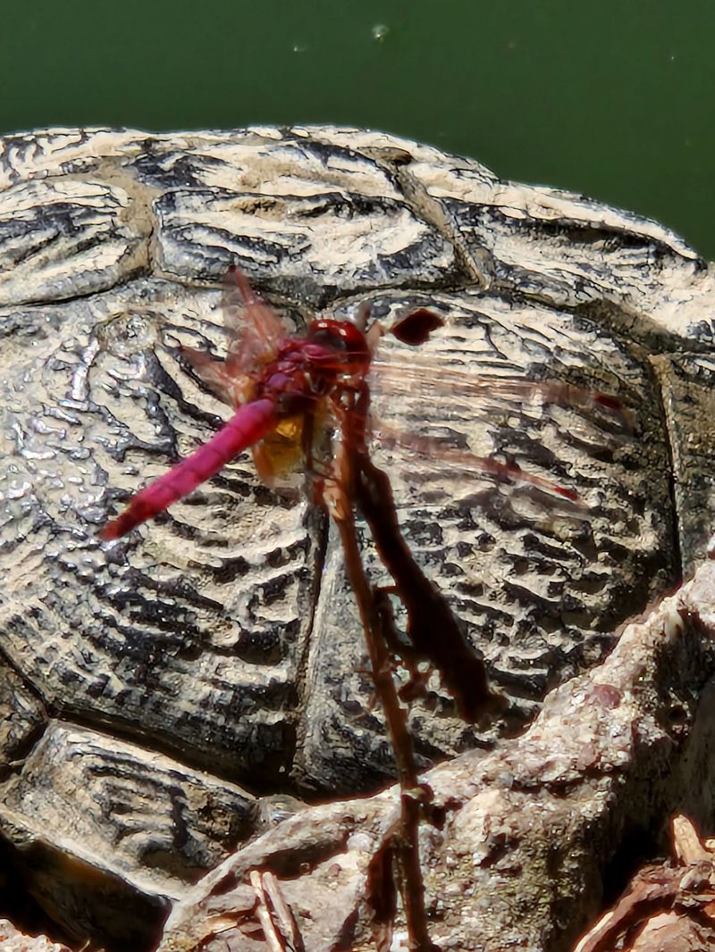Trithemis annulata  - Anonimo