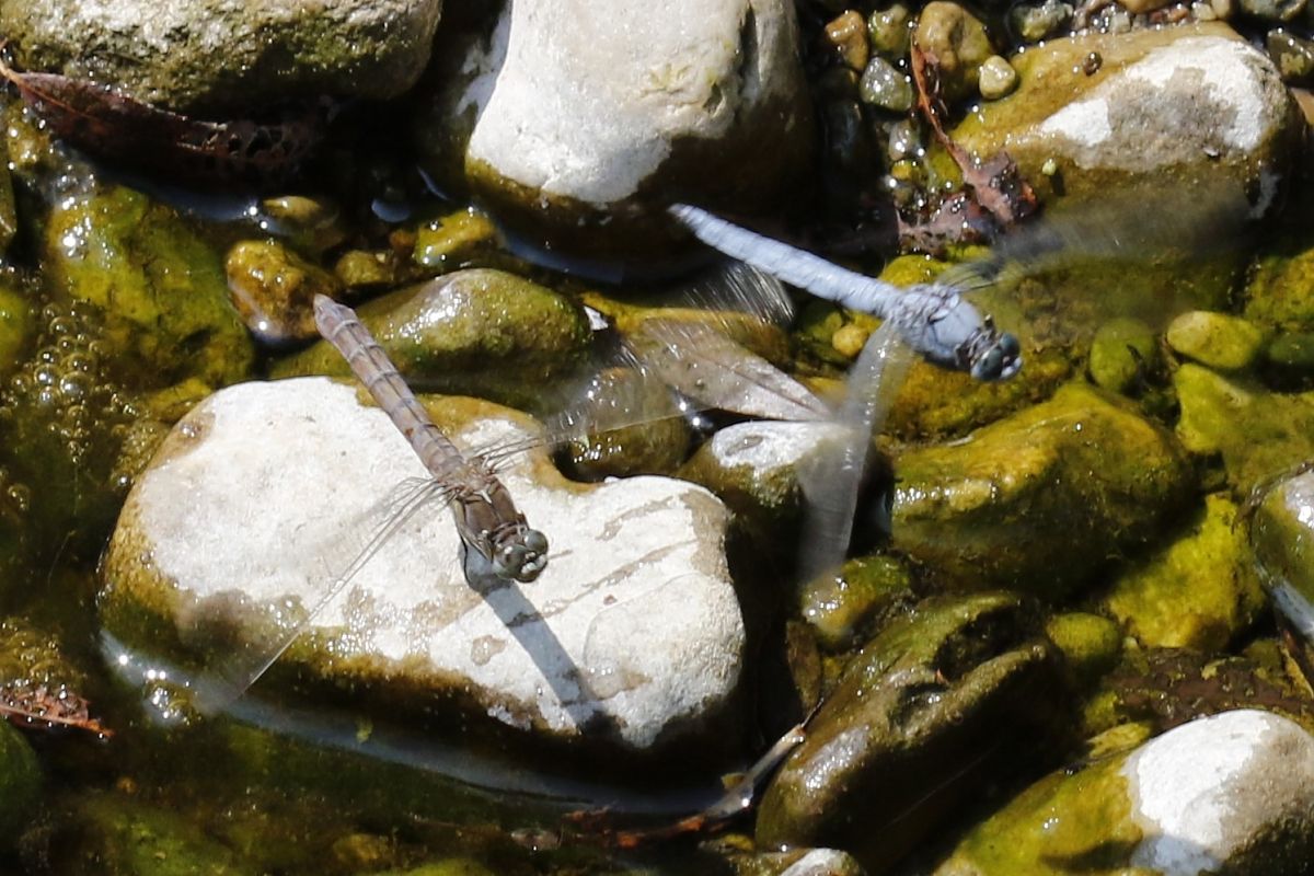 Orthetrum brunneum  - Francesco Ornaghi
