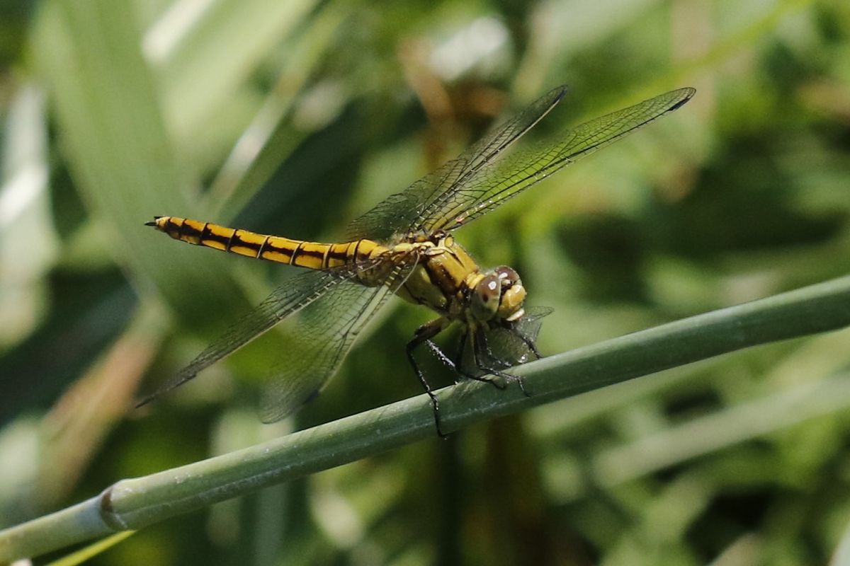 Orthetrum brunneum  - Francesco Ornaghi