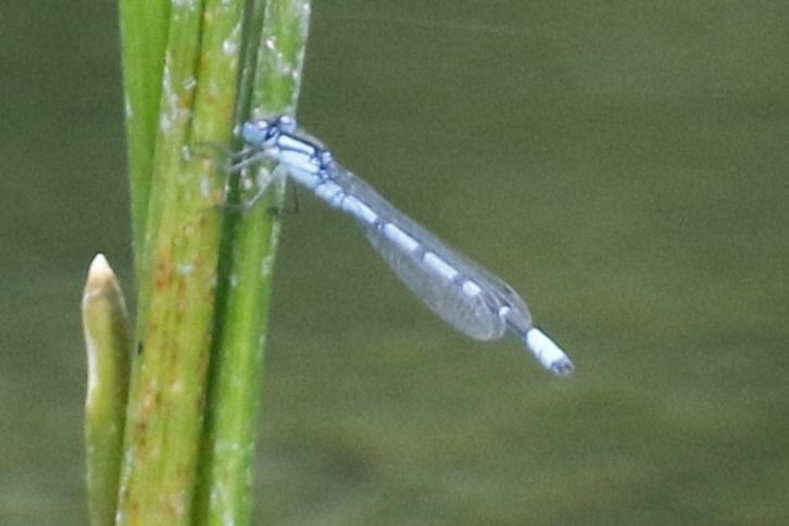 Enallagma cyathigerum  - Francesco Ornaghi