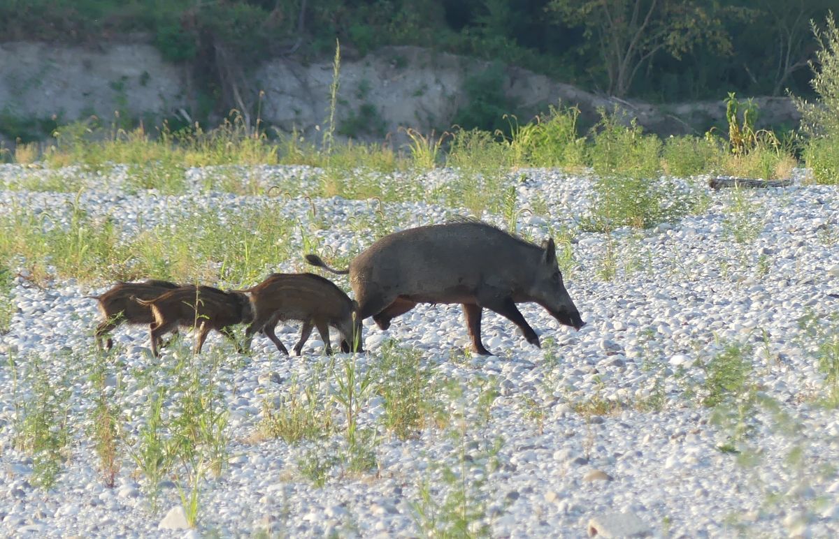 Cinghiale  - Paolo Utmar (FVG)