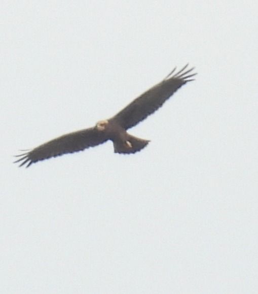 Falco di palude  - Maria Paola Girardo
