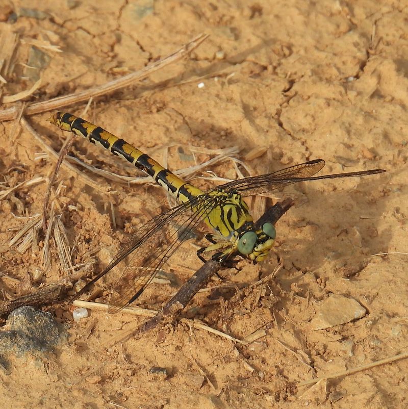 Onychogomphus forcipatus  - Maria Paola Girardo