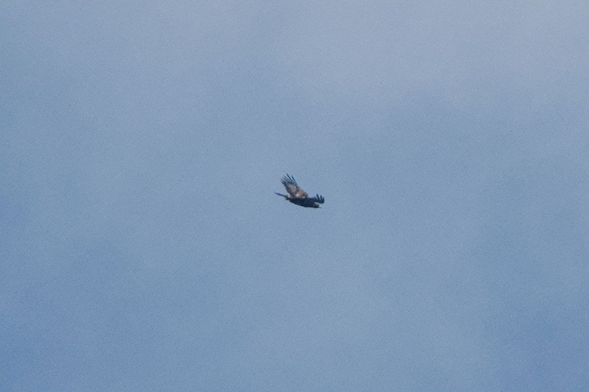 Aquila reale  - Johannes und Gertraud Walli