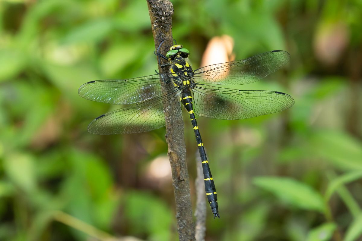 Cordulegaster bidentata  - Radames Bionda